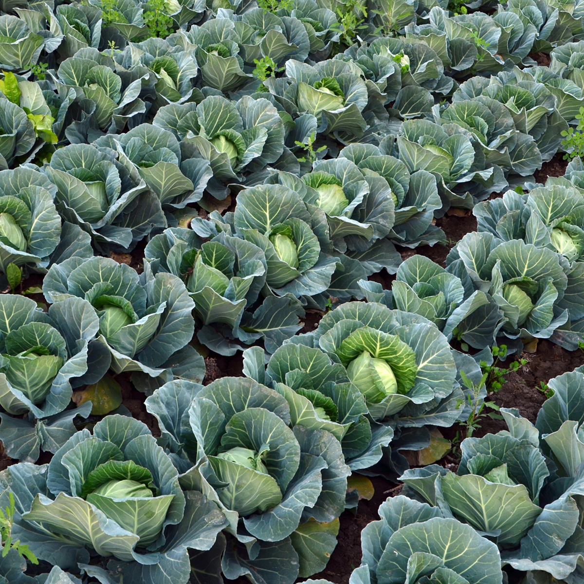 Fresh Vegetables