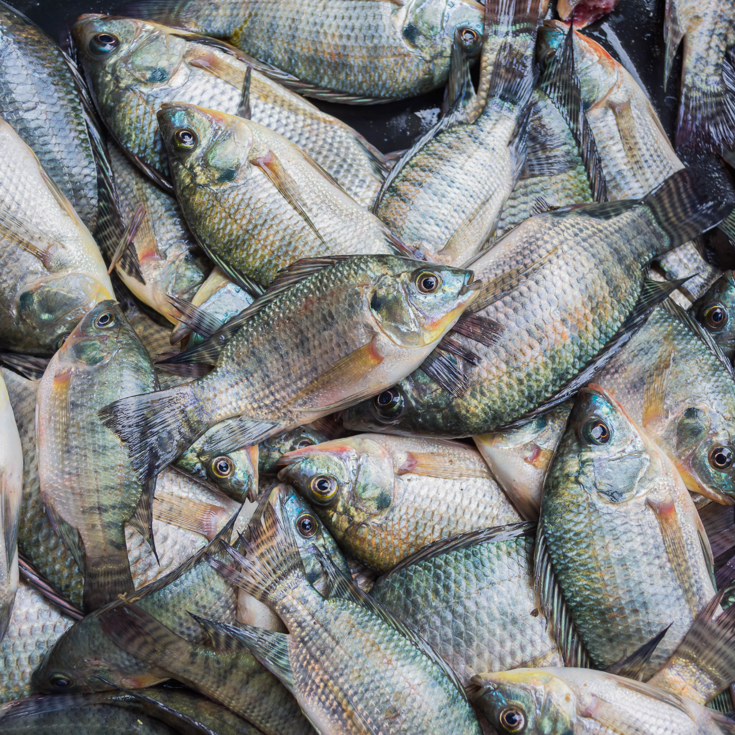Fresh Fish