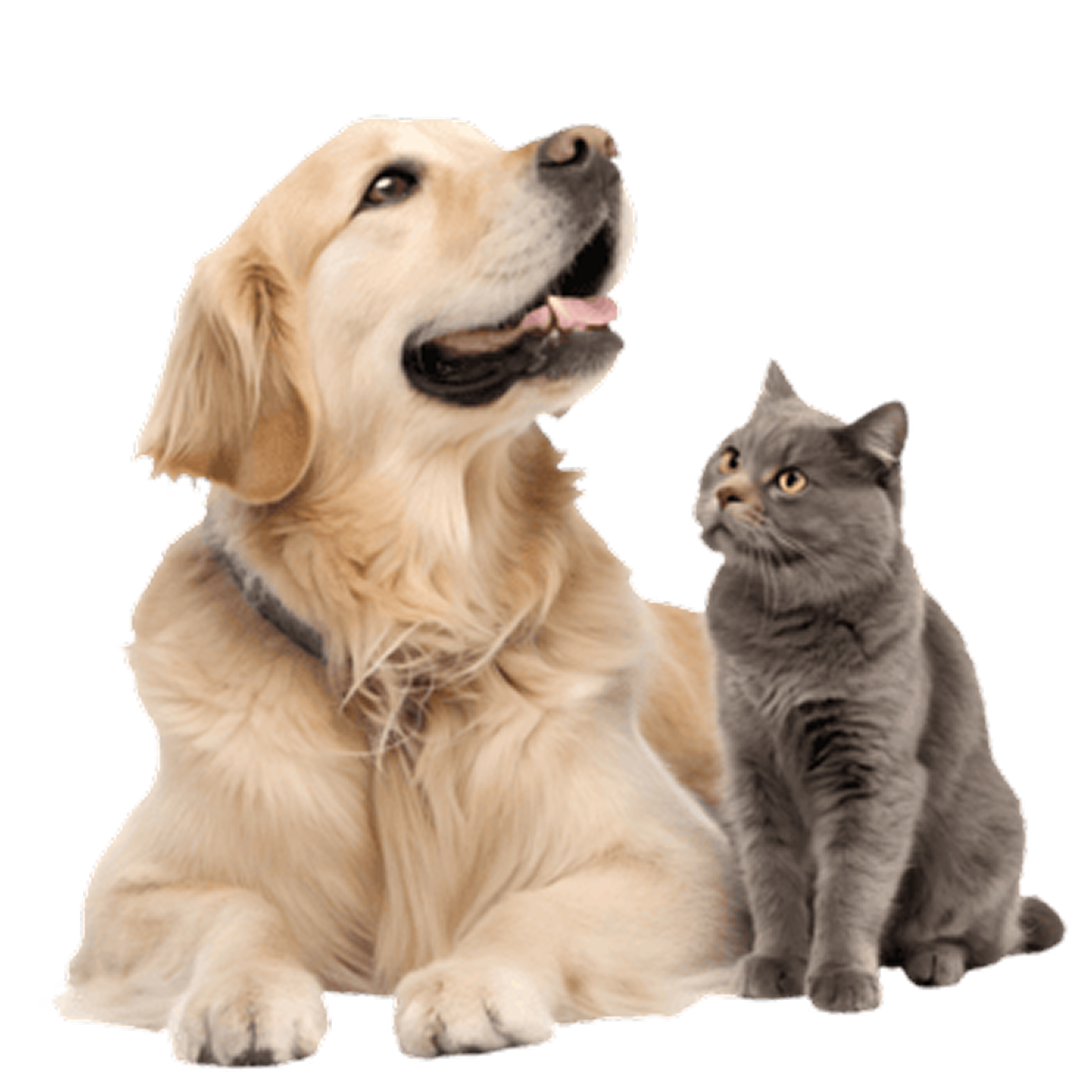 Pet