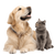 Pet