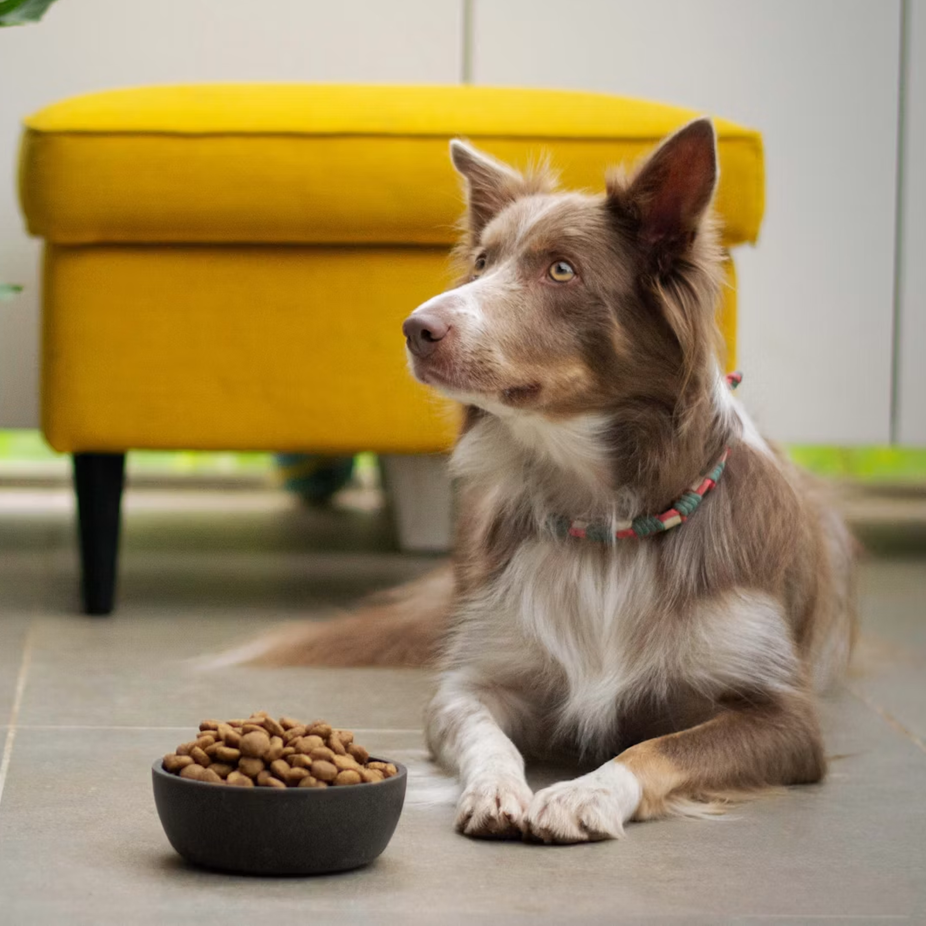 Pet Food