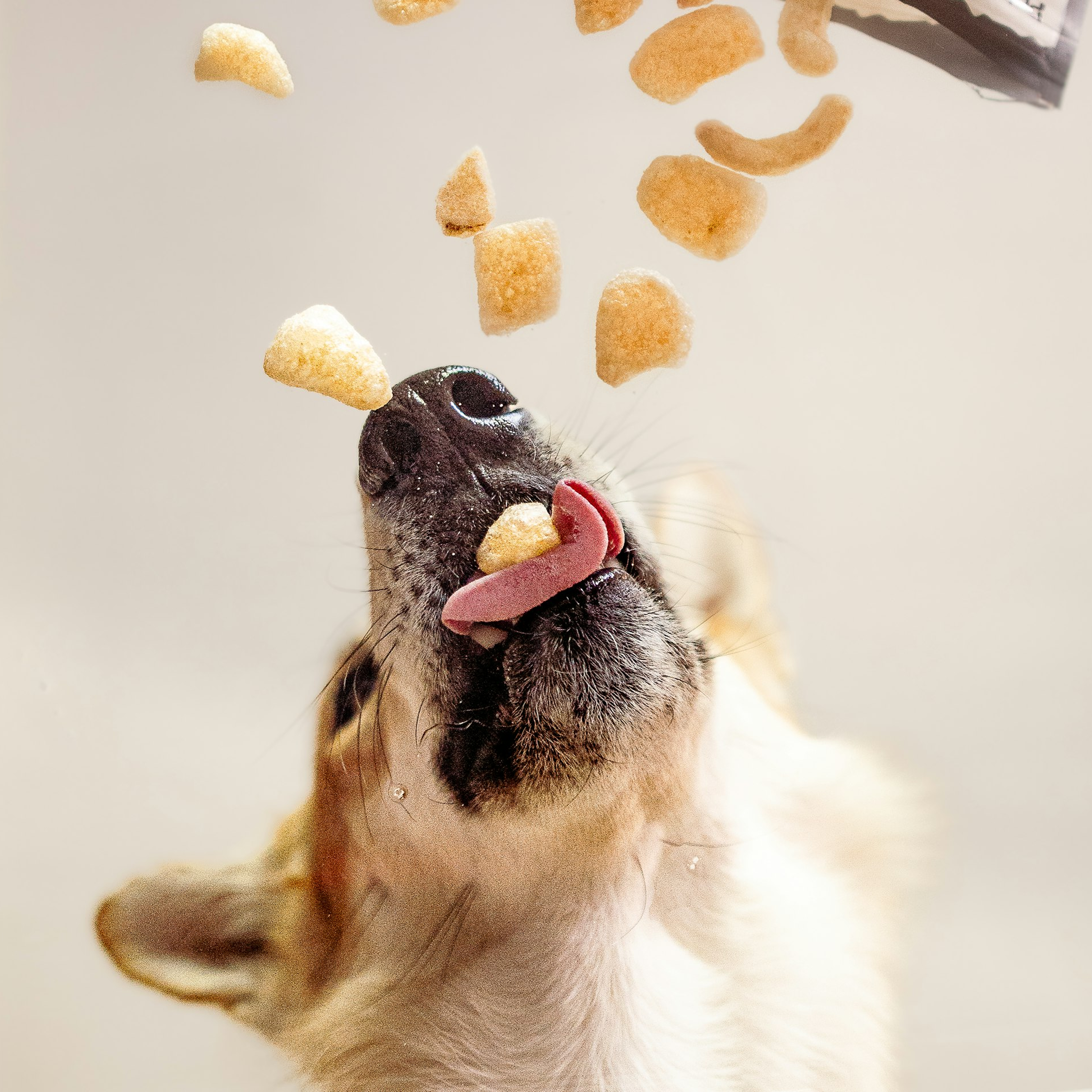 Pet Treats & Snacks