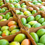 Sweet Mangoes — Tropical Selection (Single / 3-pack)