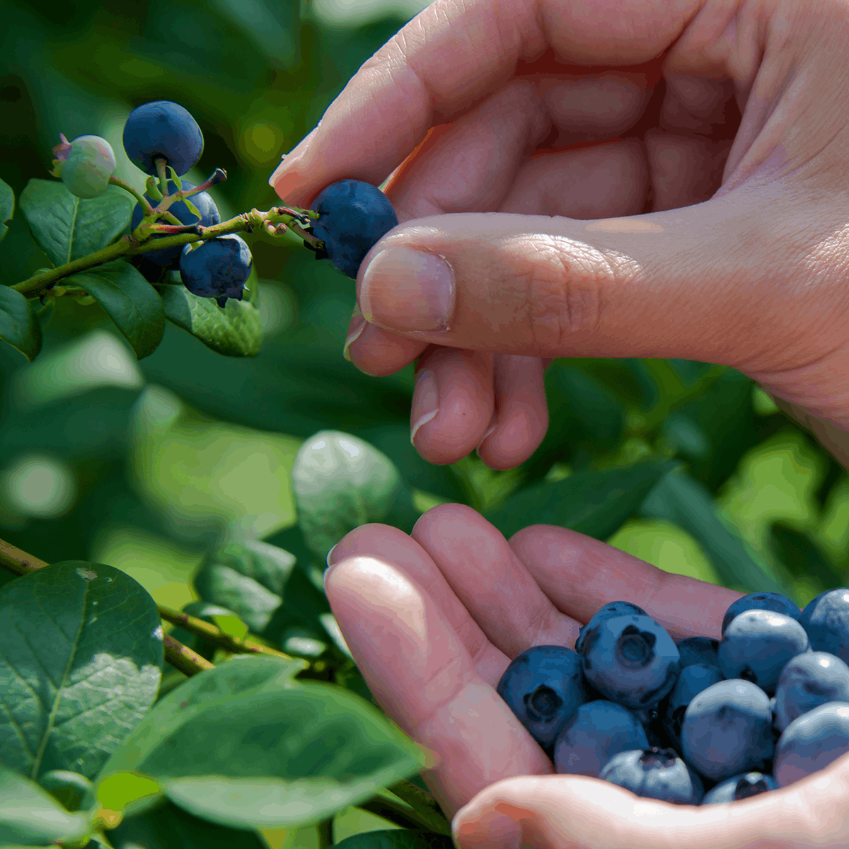 Hand-Picked Highbush Blueberries