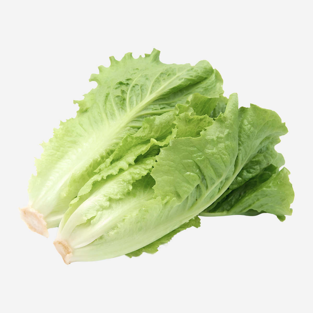 Fresh Crisp Romaine Lettuce