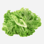 Fresh Crisp Romaine Lettuce