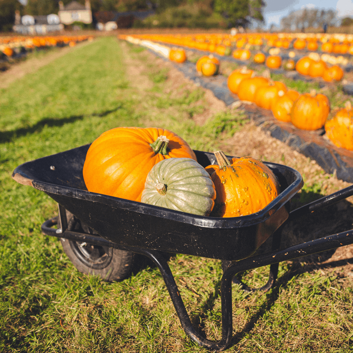 Organic Harvest Field Pumpkin