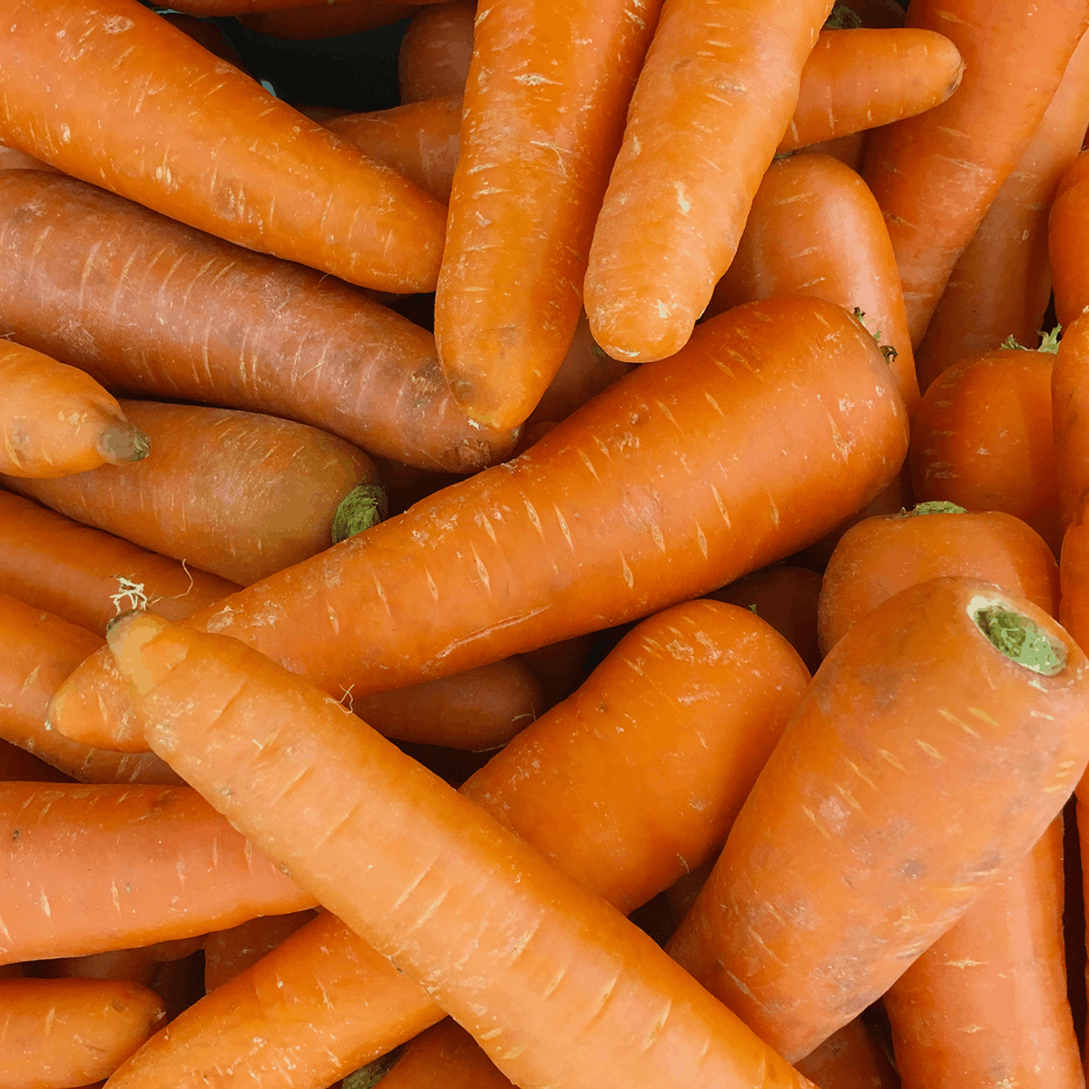 Premium Farm-Fresh Carrots