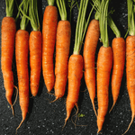 Premium Farm-Fresh Carrots