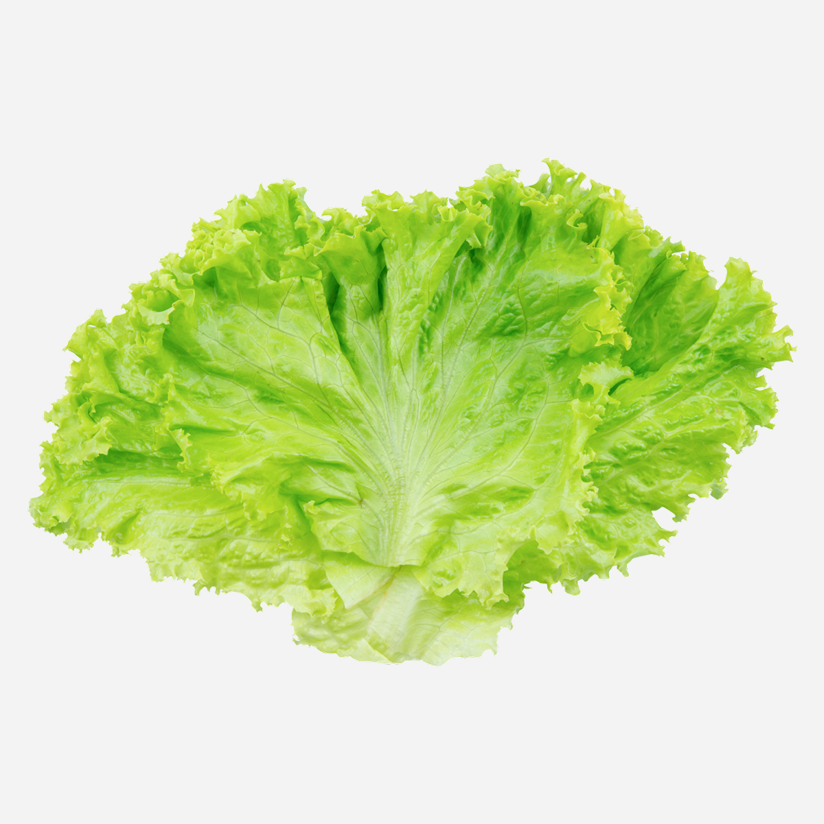 Crisp Curly Green Lettuce