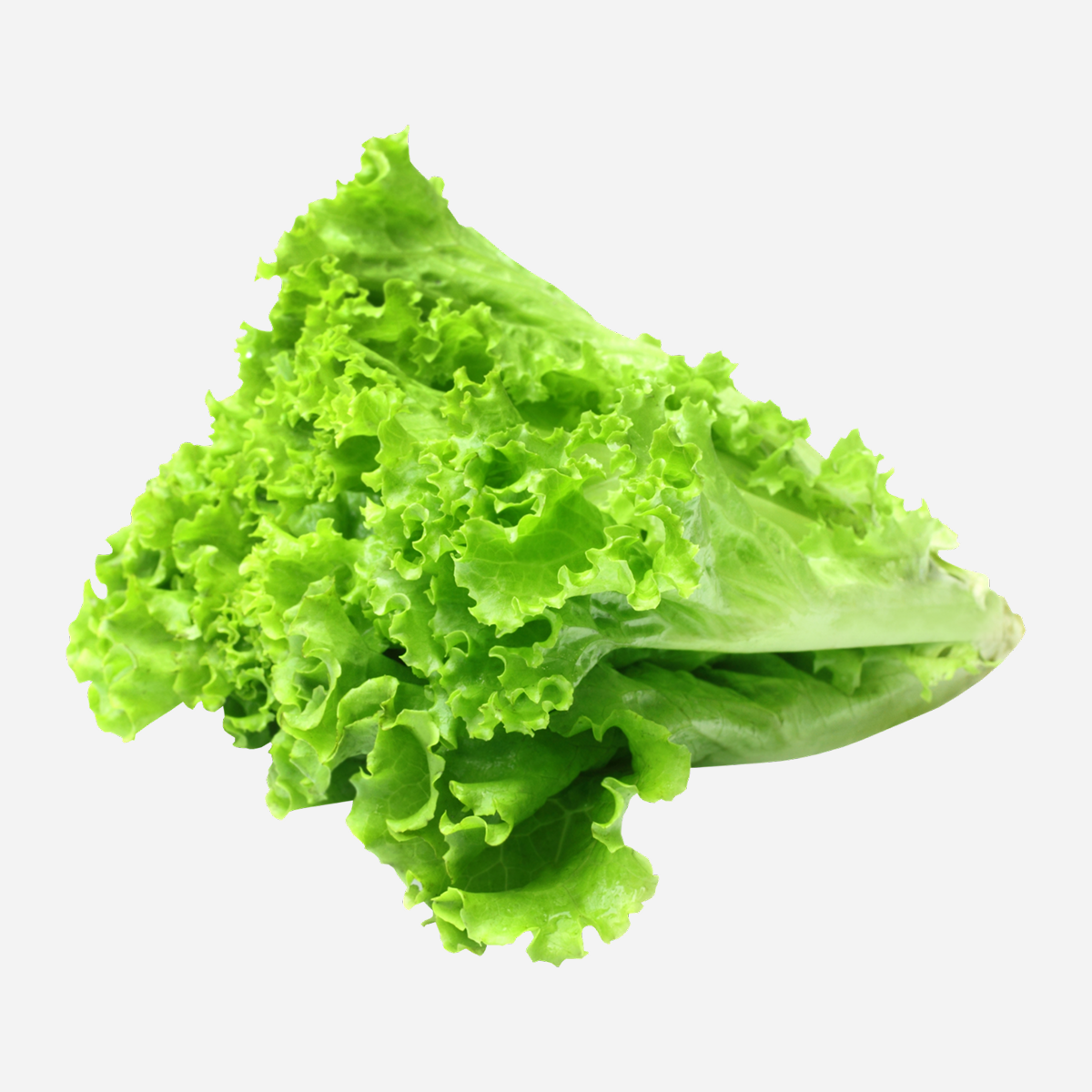 Crisp Curly Green Lettuce