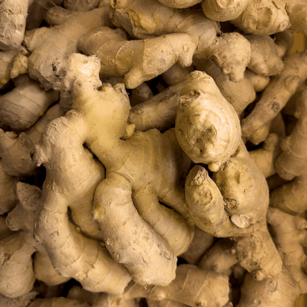 Aromatic Fresh Ginger Root