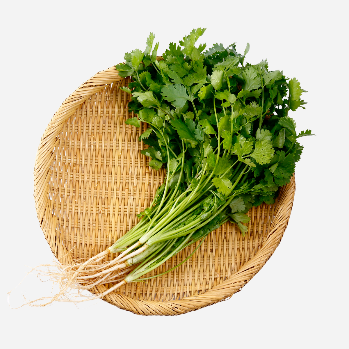 Fragrant Fresh Cilantro
