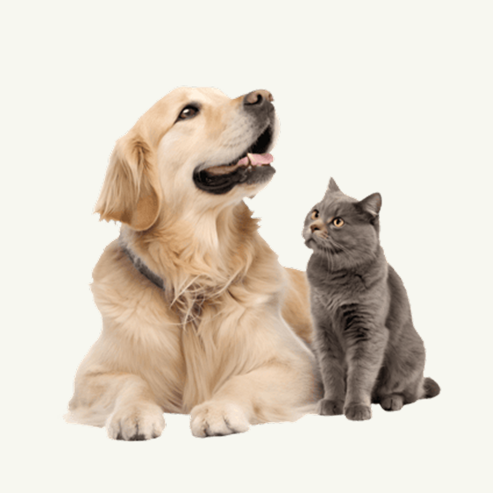 Pet