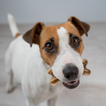Dental Bones for Dogs - Bacon Flavor Dental Treats