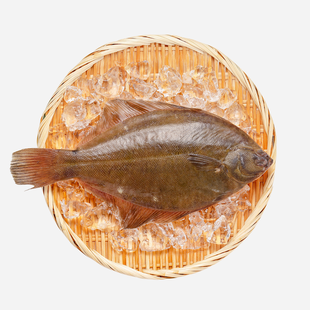 New Zealand Flounder – Whole Fresh Flatfish