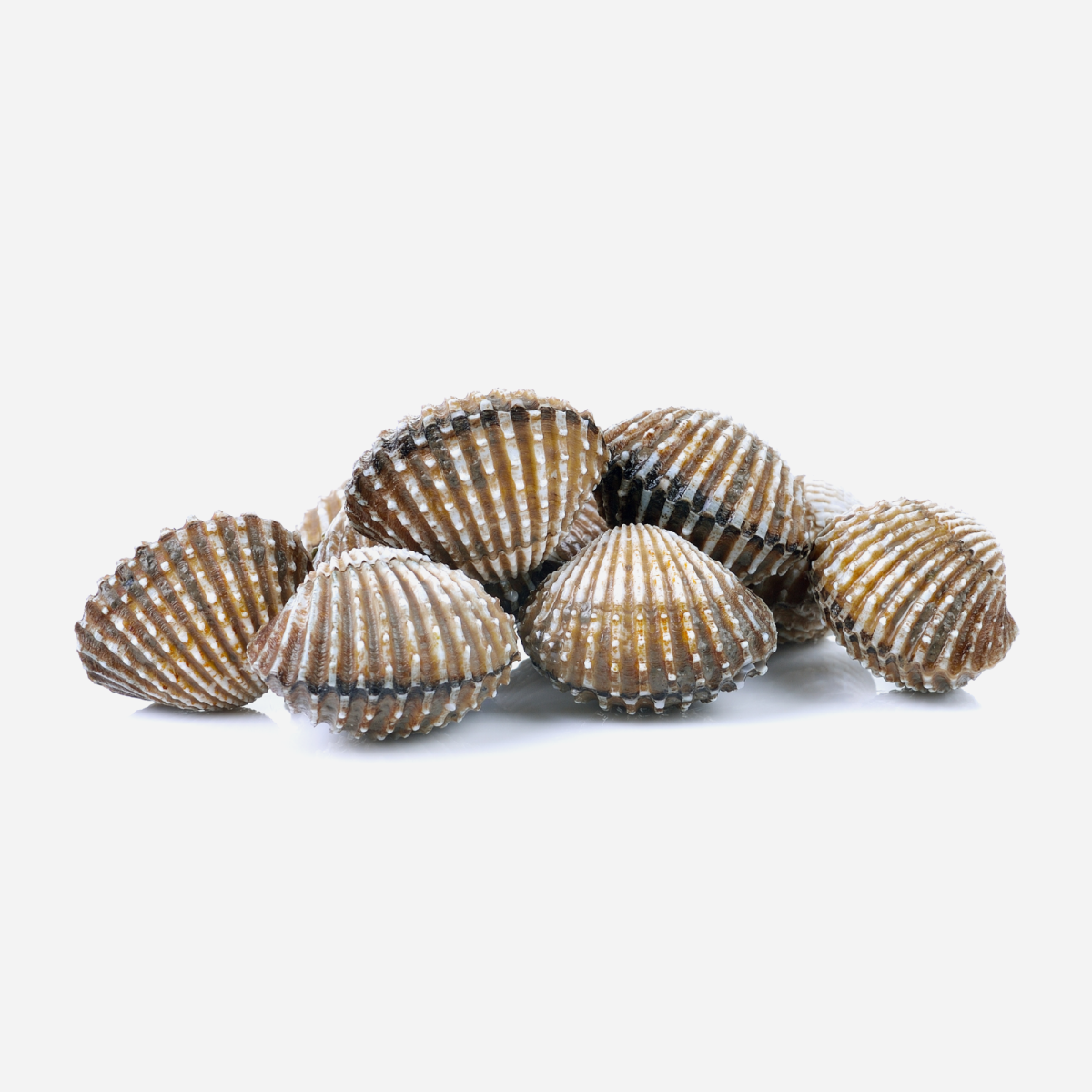 Blood Cockles — Fresh Blood Cockles (per 500 g)