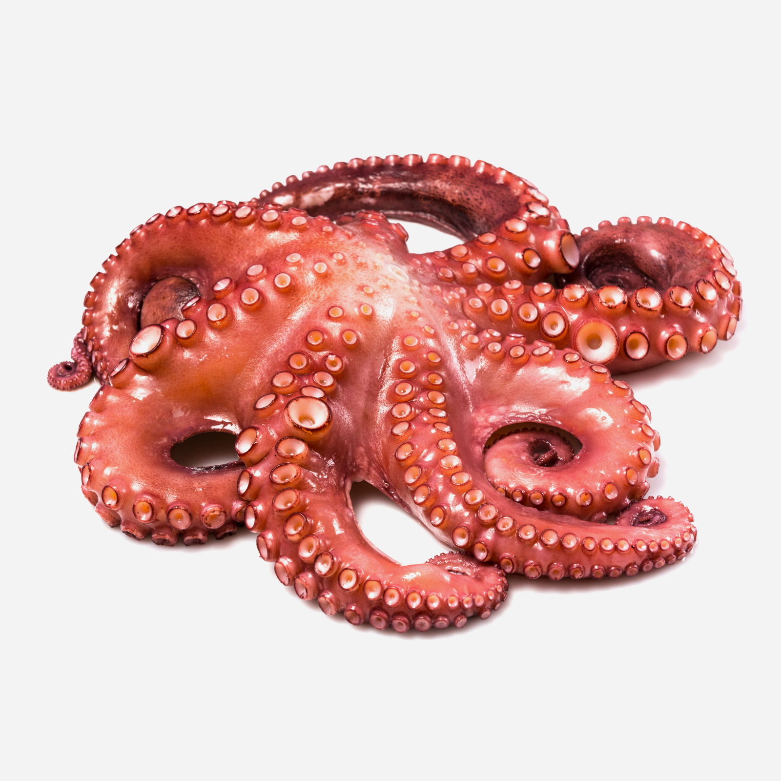 Octopus — Cooked Octopus Tentacles (per 500 g)