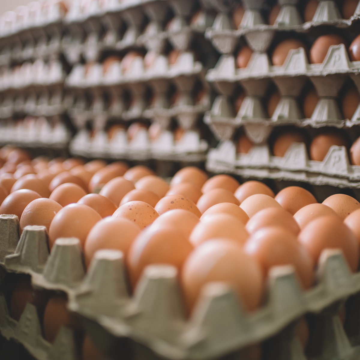 Texte alternatif de l'image